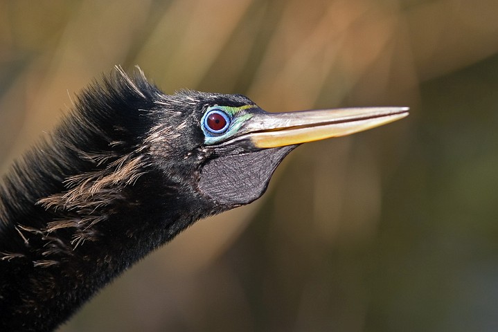 Anhinga anhinga Anhinga